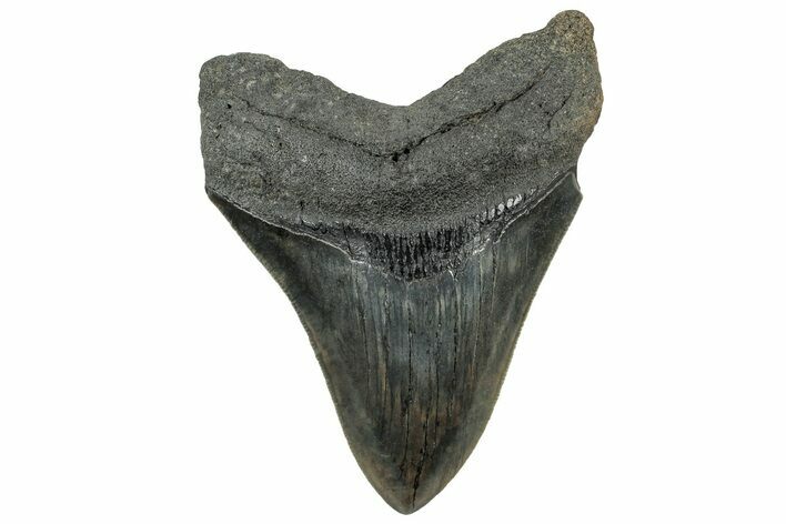 Serrated, Fossil Megalodon Tooth - South Carolina #325746